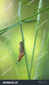 Attēlu rezultāti vaicājumam “Phymatopus hecta”