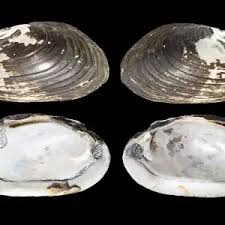 Attēlu rezultāti vaicājumam “Unio crassus”