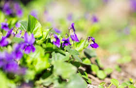 Attēlu rezultāti vaicājumam “Viola hirta leaf”