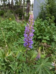 Attēlu rezultāti vaicājumam “Lupinus polyphyllus leaf”
