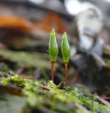 Attēlu rezultāti vaicājumam “Buxbaumia aphylla sporophyte”