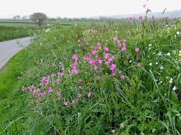 Image result for Silene dioica