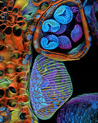 Attēlu rezultāti vaicājumam “Comatricha nigra young”