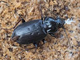 Attēlu rezultāti vaicājumam “Pterostichus quadrifoveolatus”