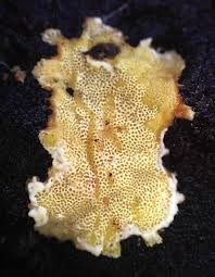 Attēlu rezultāti vaicājumam “Flaviporus citrinellus”