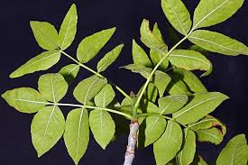 Attēlu rezultāti vaicājumam “Fraxinus pennsylvanica”