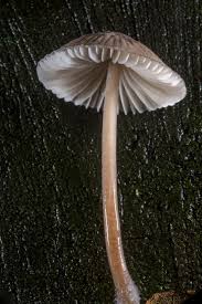 Attēlu rezultāti vaicājumam “Mycena abramsii”