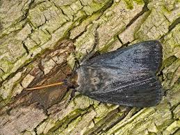 Attēlu rezultāti vaicājumam “Amphipyra livida”