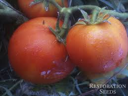 Afbeeldingsresultaat voor caro rich tomato