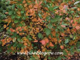 Attēlu rezultāti vaicājumam “Aronia melanocarpa leaf”