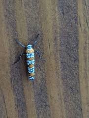 Attēlu rezultāti vaicājumam “Collaria rubens stalked”