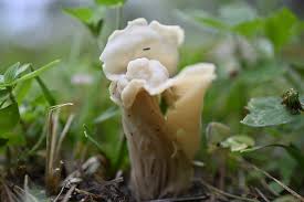 Attēlu rezultāti vaicājumam “Helvella crispa”