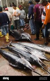 Image result for Makaira mazara