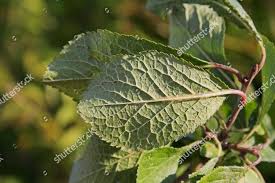Attēlu rezultāti vaicājumam “Prunus domestica subsp. domestica leaf”