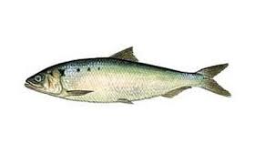 Image result for Alosa fallax