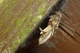 Attēlu rezultāti vaicājumam “Proutia betulina”