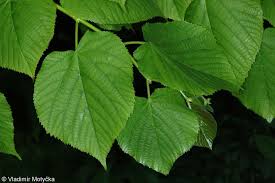 Attēlu rezultāti vaicājumam “Tilia cordata leaf”