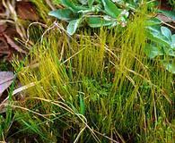 Attēlu rezultāti vaicājumam “Saelania glaucescens”