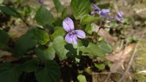 Attēlu rezultāti vaicājumam “Viola reichenbachiana leaf”