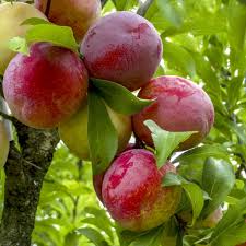 Attēlu rezultāti vaicājumam “Prunus domestica subsp. insitita fruit”