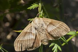 Attēlu rezultāti vaicājumam “Macrothylacia rubi”