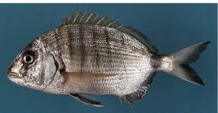 Image result for Diplodus cadenati