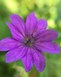 Attēlu rezultāti vaicājumam “Geranium pyrenaicum flower”