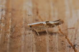 Attēlu rezultāti vaicājumam “Argyresthia pruniella”