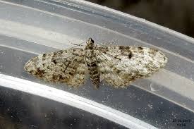 Attēlu rezultāti vaicājumam “Eupithecia tantillaria”