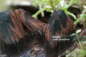 Attēlu rezultāti vaicājumam “Stemonitis fusca”