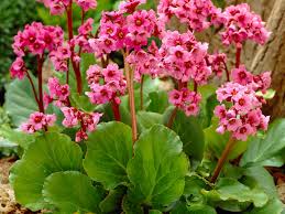 Image result for Bergenie