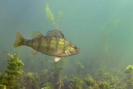 Image result for Perca flavescens