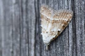 Attēlu rezultāti vaicājumam “Nola aerugula”