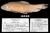 Image result for Moxostoma hubbsi