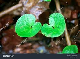Attēlu rezultāti vaicājumam “Asarum europaeum leaf”