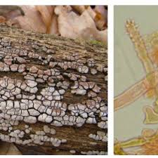 Attēlu rezultāti vaicājumam “Lophocolea coadunata”