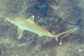 Image result for Carcharhinus albimarginatus