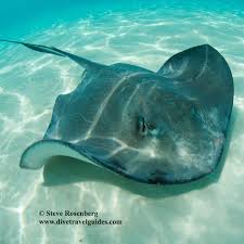 Image result for Hypanus americanus