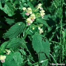 Attēlu rezultāti vaicājumam “Galeopsis speciosa leaf”