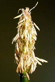 Attēlu rezultāti vaicājumam “Eleocharis palustris flower”