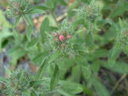 Attēlu rezultāti vaicājumam “Echium vulgare bud”