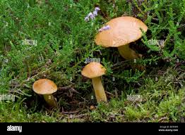 Attēlu rezultāti vaicājumam “Suillus variegatus”