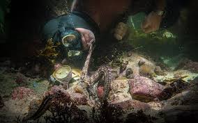 Image result for Kirkwall Grammar School Octopush Club