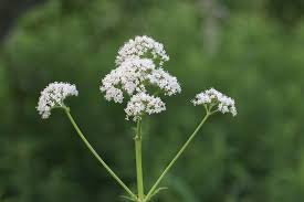 Attēlu rezultāti vaicājumam “Valerianaceae”