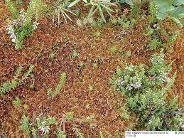 Attēlu rezultāti vaicājumam “Sphagnum fuscum”