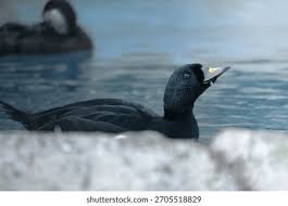 Attēlu rezultāti vaicājumam “Melanitta nigra male”