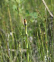 Attēlu rezultāti vaicājumam “Equisetum variegatum”