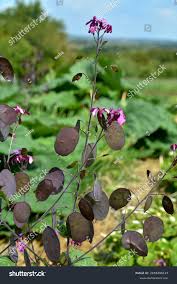 Attēlu rezultāti vaicājumam “Lunaria annua leaf”