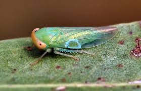Attēlu rezultāti vaicājumam “Cicadellidae”