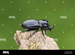 Attēlu rezultāti vaicājumam “Sinodendron cylindricum”